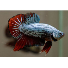 Петушок Плакат, аквариумная рыбка 