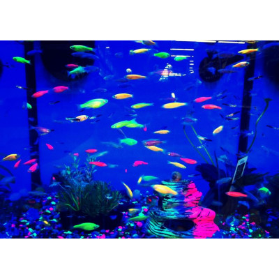 Светящиеся флуоресцентные обитатели аквариумов