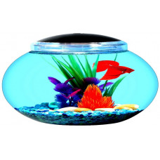  Каких рыбок лучше разводить в круглом аквариуме?