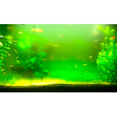 Из-за чего в аквариуме без растений зеленеет вода?