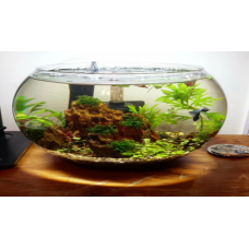 Каких рыбок можно заселить в небольшом аквариуме?
