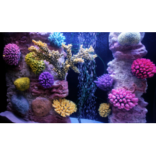 Как разводить кораллы?