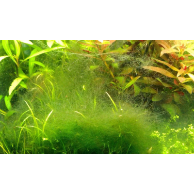 Каковы причины появления нитчатых водорослей в аквариуме?