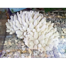 Коралл Фингер 25-30 см