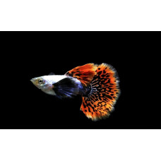 Гуппи Дамбо Мозаика, аквариумные рыбки (собственного разведения)
