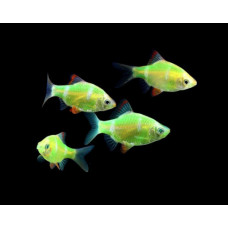Барбус суматранский ксанторный зеленый, аквариумные рыбки