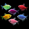 Светящиеся рыбки (GloFish)