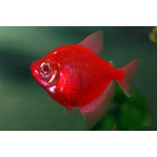 Тернеция красная, аквариумная рыбка (6-7 см)