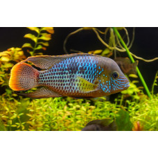 Акара бирюзовая, аквариумная рыбка (22-30 см)