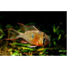 Апистограмма Бабочка боливийская, аквариумная рыбка (7-8 см)
