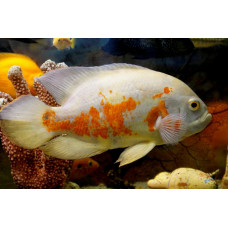 Астранотус альбинос, аквариумная рыбка (25-30 см)