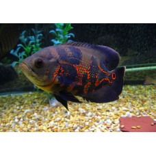 Астранотус тигровый, аквариумная рыбка (20-25 см)