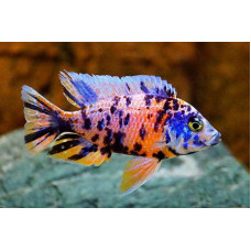 Аулонокара мультиколор, аквариумная рыбка (до 17 см)