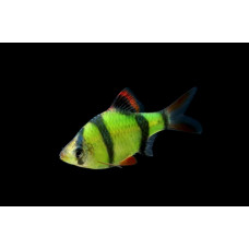 Барбус гло, аквариумная рыбка (5-6 см)