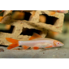 Лабео альбинос, аквариумная рыбка (10-15 см)