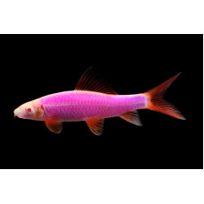 Лабео гло, аквариумная рыбка (до 15 см)
