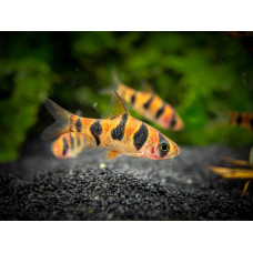 Барбус Ромбоцелатус, аквариумные рыбки