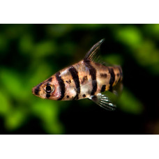 Барбус восьмиполосый, аквариумная рыбка (3-4 см)