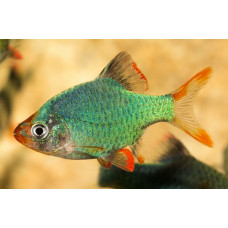 Барбус зеленый, аквариумная рыбка (до 7 см)