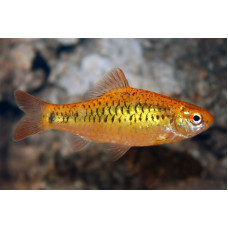 Барбус Золотой, аквариумная рыбка (до 7,5 см)