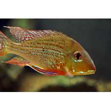Геофагус Бахи, аквариумная рыбка (10-12 см)