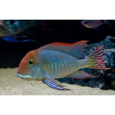 Геофагус красноголовый, аквариумная рыбка ( 20-25 см)