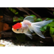 Красная шапочка, аквариумная рыбка (15-18 см)