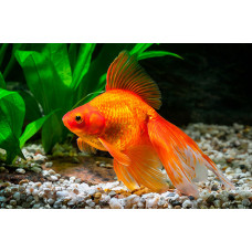 Золотая рыбка вуалехвост (15-18 см)