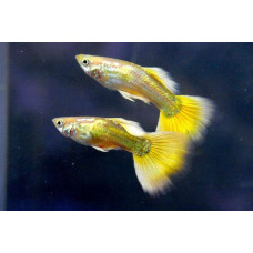 Гуппи микариф, аквариумная рыбка (самцы до 3 см, самки – до 6 см)