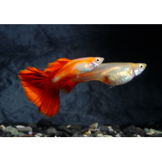 Гуппи красный блондин, аквариумная рыбка (3-6 см)