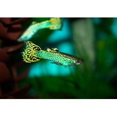 Гуппи зеленая кобра, аквариумная рыбка (3-6 см)