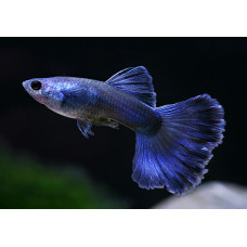 Гуппи московские синие, аквариумная рыбка (до 8 см)