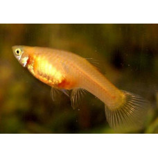 Гуппи золотой, аквариумная рыбка 