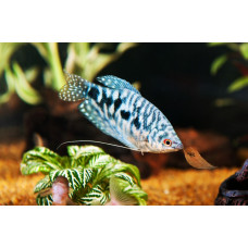 Гурами мрамор, аквариумная рыбка (10-13 см)