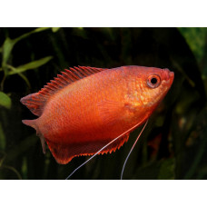 Гурами красный, аквариумная рыбка (до 5 см)