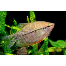 Гурами жемчужный, аквариумная рыбка (10-12 см)