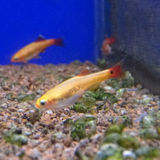 Кардинал золотой, аквариумная рыбка (5-6) см
