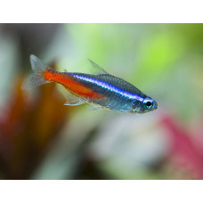 Неон голубой, аквариумная рыбка (до 4 см)