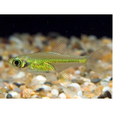 Расбора Кубота, аквариумная рыбка (1,5-2 см)