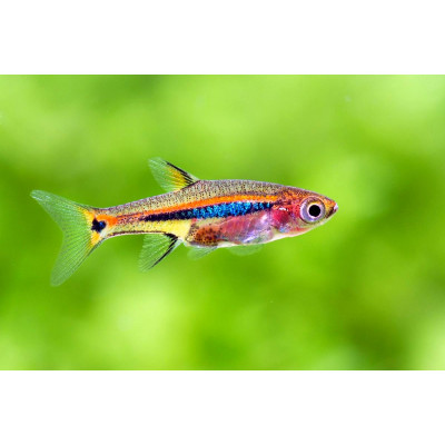 Расбора светлячок, аквариумная рыбка (до 2 см)