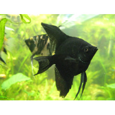 Скалярия черная, аквариумная рыбка (до 15 см)