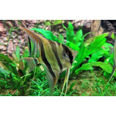Скалярия зебра+зеленая гибрид, аквариумная рыбка (до 15 см)