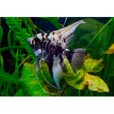 Скалярия мраморная, аквариумная рыбка (до 15 см)