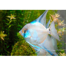 Скалярия Параиба, аквариумная рыбка (до 15 см)