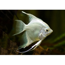 Скалярия платиновая, аквариумная рыбка (до 15 см)