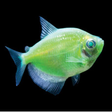 Тернеция зеленая, аквариумная рыбка (4-5 см)