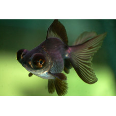 Рыбка Телескоп, аквариумная рыбка (до 15 см)