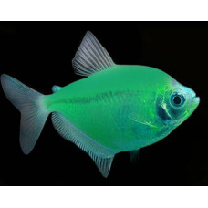 Тернеция мята, аквариумная рыбка (4-5 см)