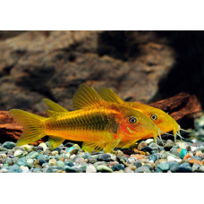 Сом золотистый, аквариумная рыбка (3-5 см)
