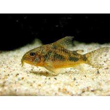 Сом крапчатый, аквариумная рыбка (до 7 см)